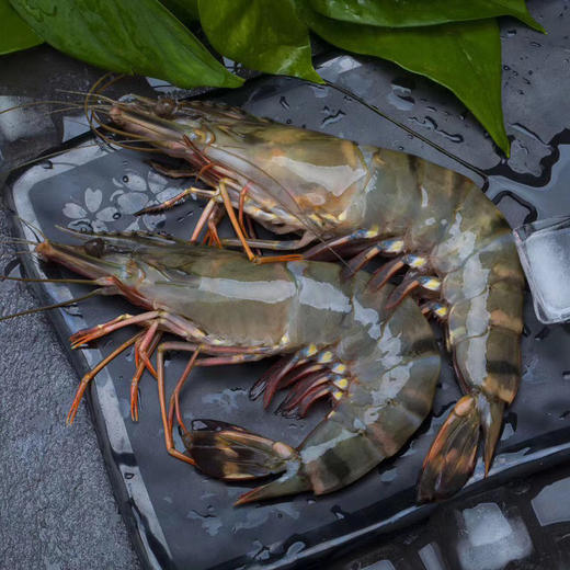 至尊红标 老虎虾礼盒 虾中爱马仕 口感鲜甜Q弹 15-20头超大规格 深海纯净无污染 原装进口 包邮|百里食 0114 商品图2