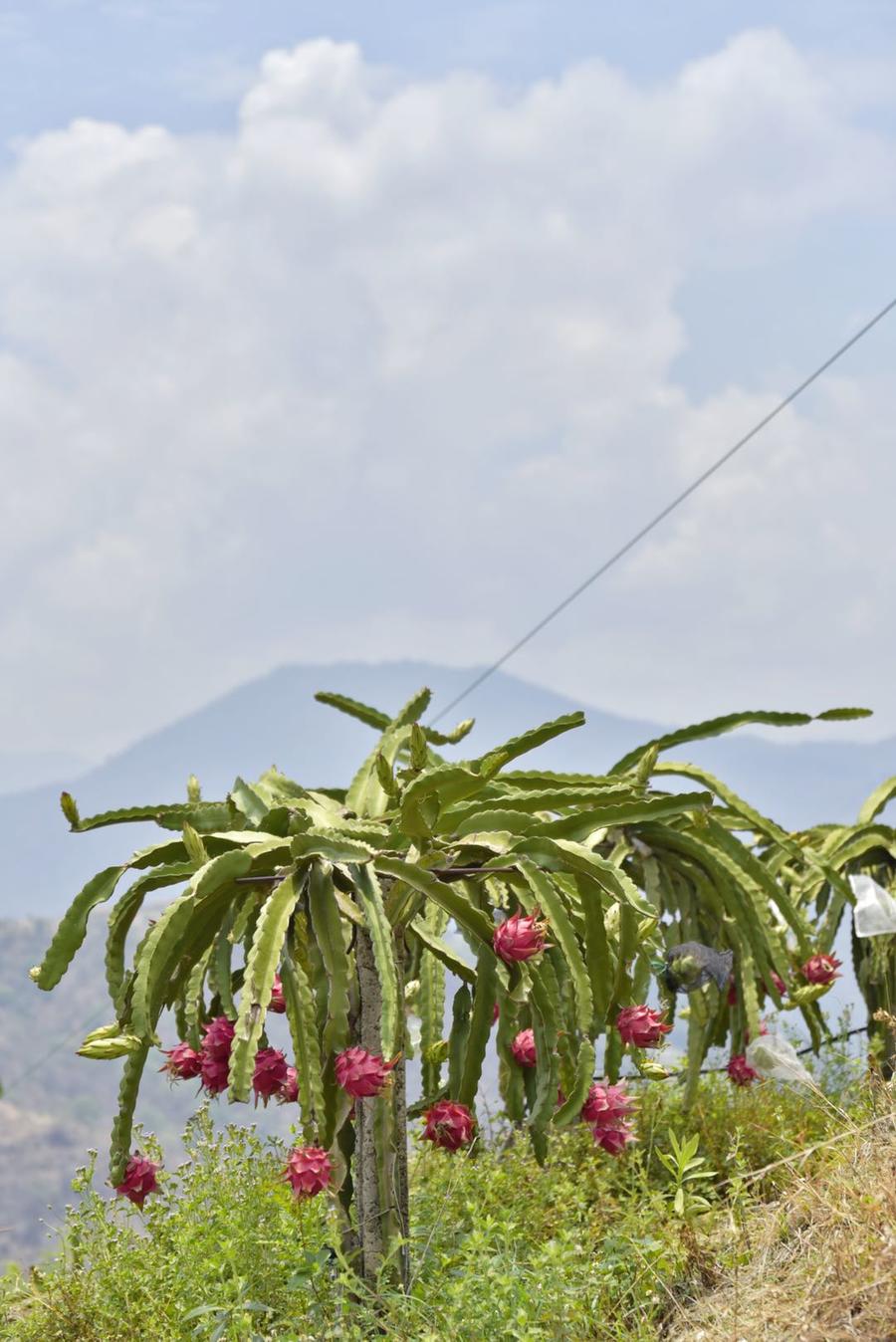 9月22日发货【攀枝花大地红火龙果】从果皮甜到果心!