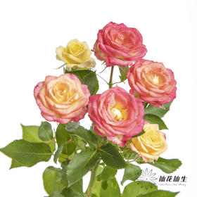 多头玫瑰 | 爱丽丝