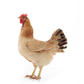 共和县农家散养鸡 1只约3斤左右【清真•现宰现发】