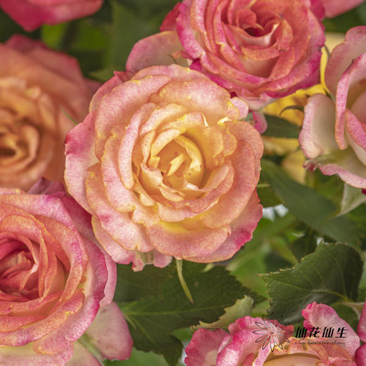 多头玫瑰 | 爱丽丝 商品图2