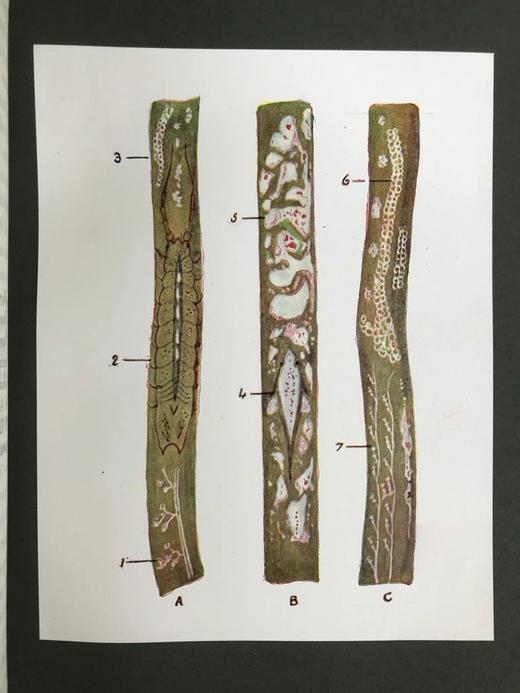 1915年 生命的奇迹 100幅插图（含12幅彩色贴图） 漆布精装大32开 商品图7