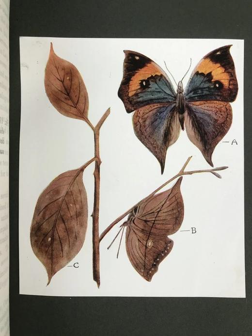 1915年 生命的奇迹 100幅插图（含12幅彩色贴图） 漆布精装大32开 商品图9