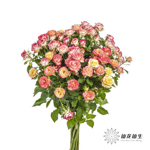 多头玫瑰 | 爱丽丝 商品图5