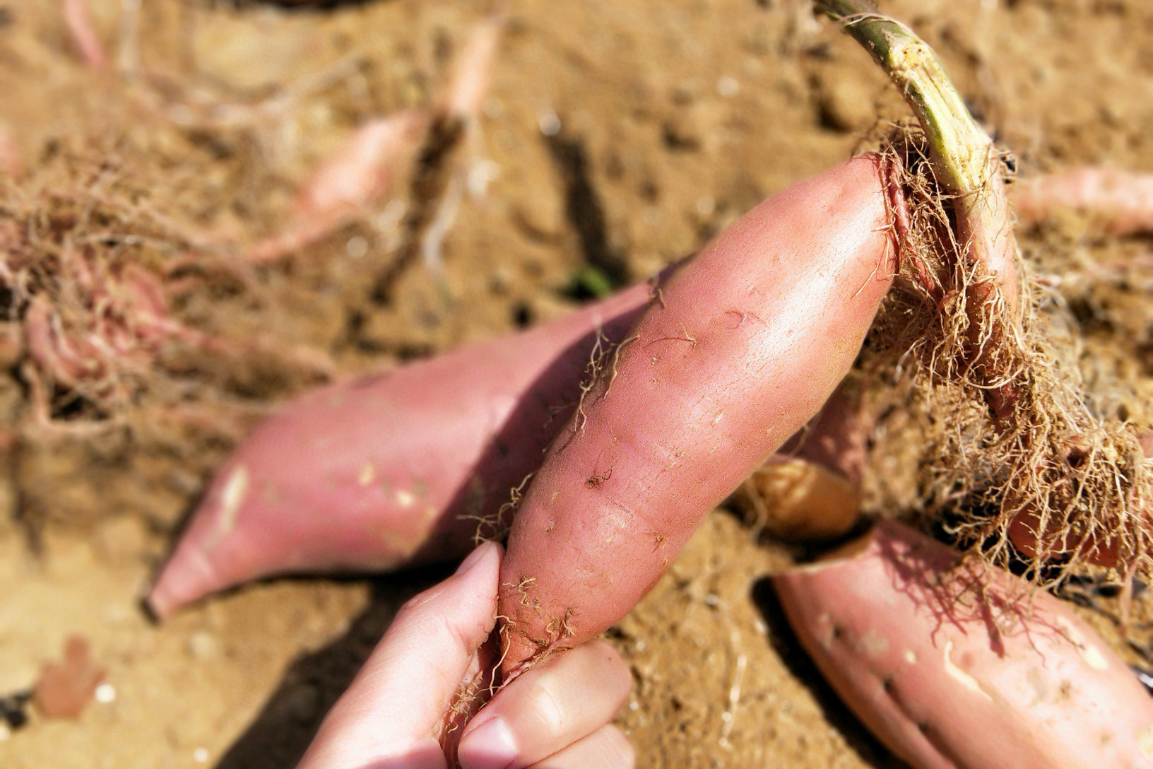 而我们的烟薯,只要原种脱毒苗种植的,表皮黄色薯肉桔红,颜色鲜艳,瓜型