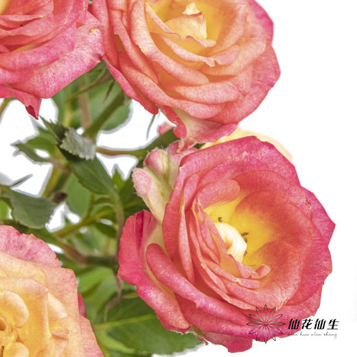 多头玫瑰 | 爱丽丝 商品图8