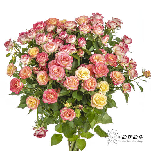 多头玫瑰 | 爱丽丝 商品图6