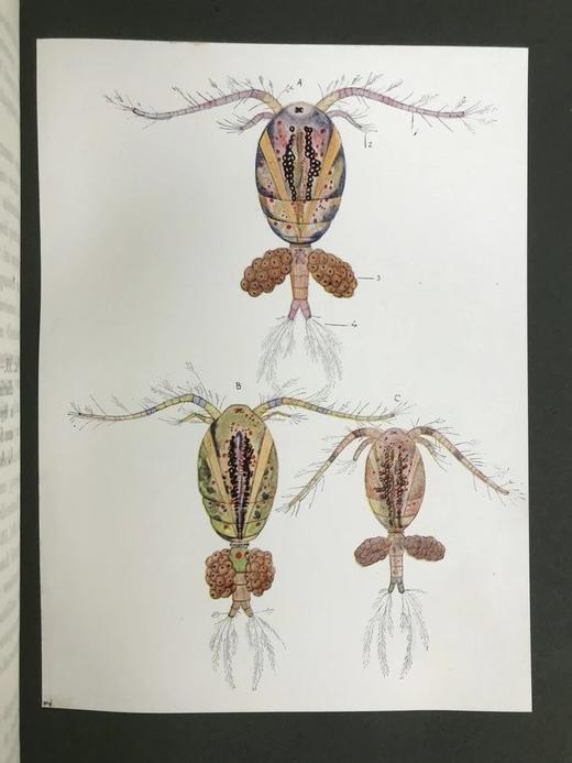 1915年 生命的奇迹 100幅插图（含12幅彩色贴图） 漆布精装大32开 商品图6