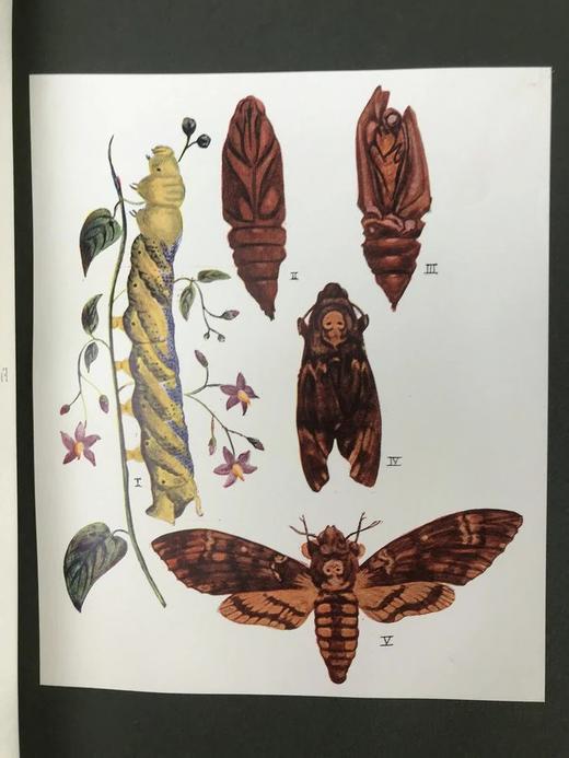 1915年 生命的奇迹 100幅插图（含12幅彩色贴图） 漆布精装大32开 商品图13