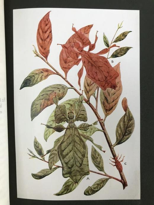 1915年 生命的奇迹 100幅插图（含12幅彩色贴图） 漆布精装大32开 商品图14