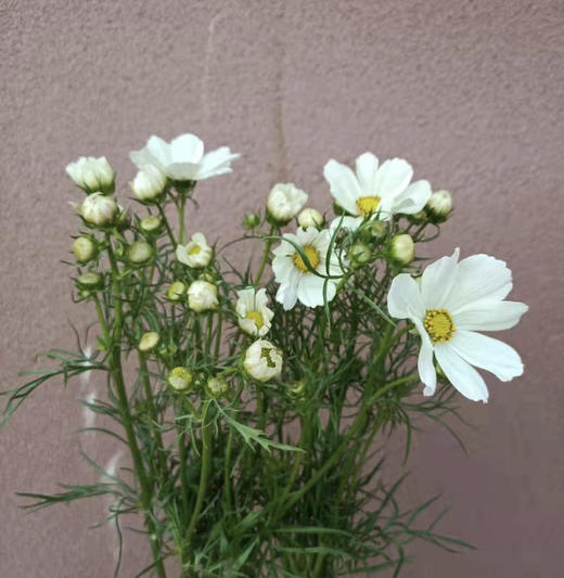 格桑花 商品图1