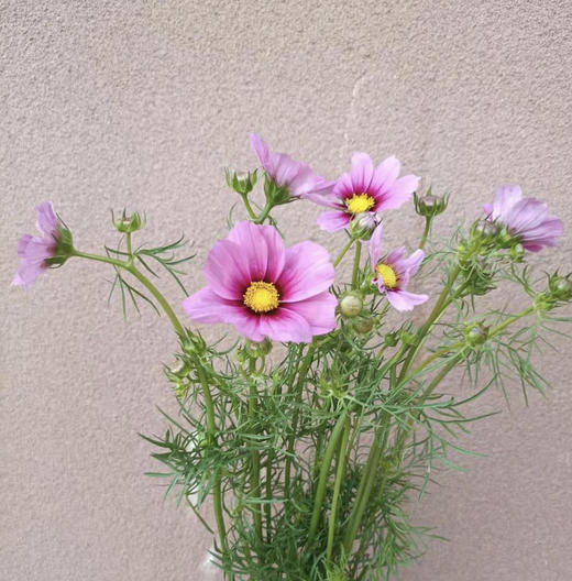 格桑花 商品图0