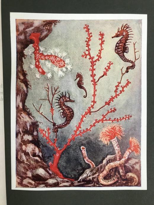 1915年 生命的奇迹 100幅插图（含12幅彩色贴图） 漆布精装大32开 商品图8