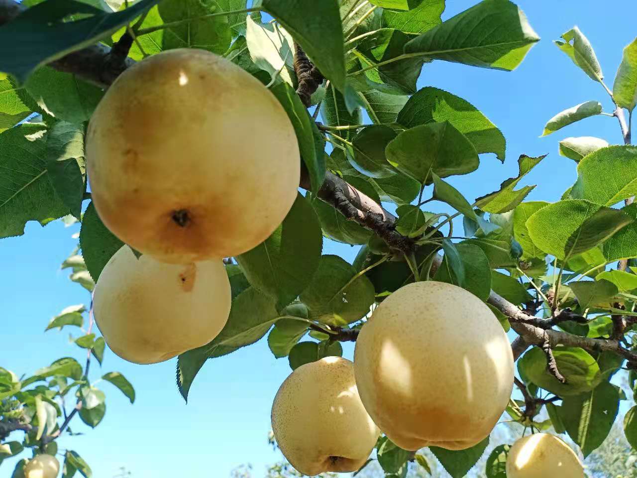 有机圆黄梨黄金梨肉质紧实细嫩多汁脆甜无渣有机认证