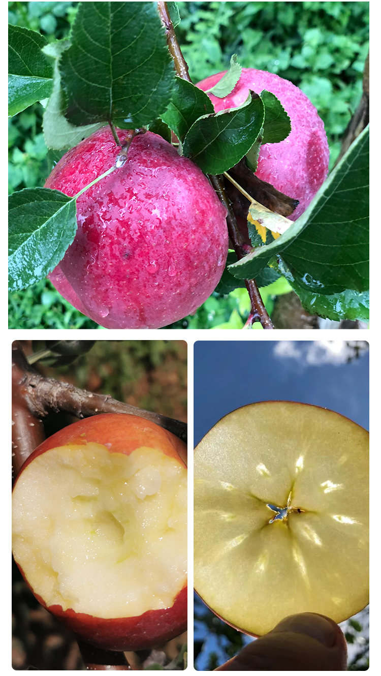 【四川61红将军苹果】个大皮薄 深山的美味果 多汁香甜自然成熟