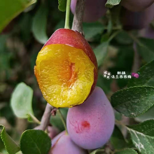 【瘦身季西梅来啦】活动爆款回馈，醇甜可口，越放越甜越好吃的那种，实惠性价比果粉足水分高，瘦身好果，芳香甜美！ 商品图5