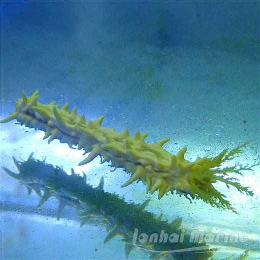 黄金海参 商品图1