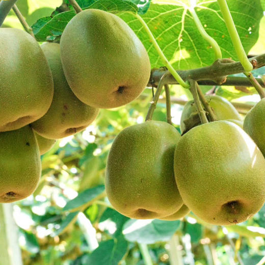 【精选果、超甜！】浦江红心猕猴桃礼盒 商品图2