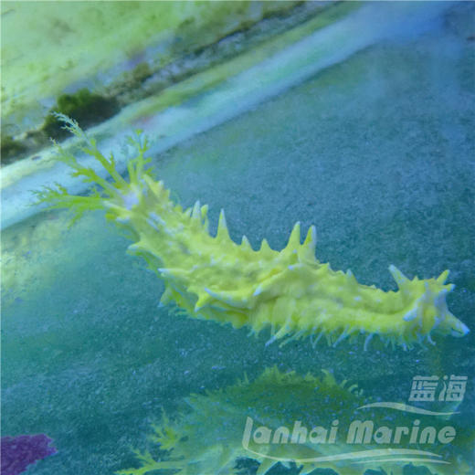 黄金海参 商品图5