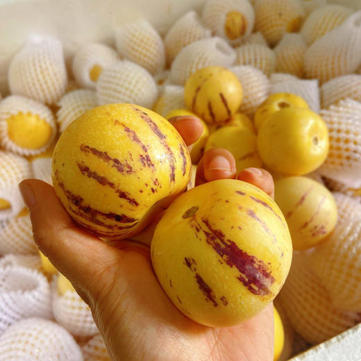 蚂蚁兄弟云南石林树上熟人参果 脆爽多汁 商品图1