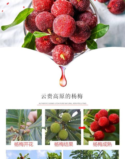 贵阳特产冰镇杨梅汁360ml*2罐 一颗小小梅【周六到货】 商品图1