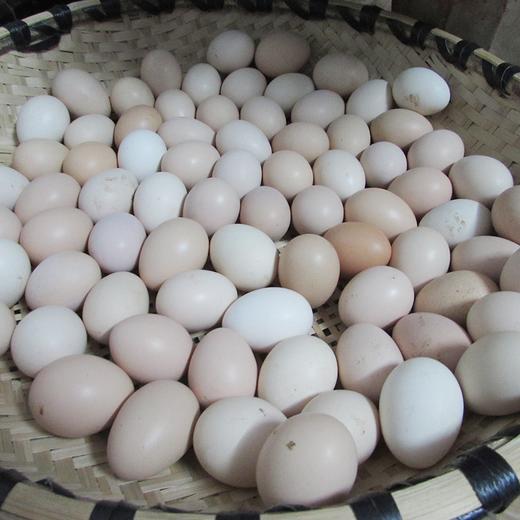 【团购自提】汉南土鸡蛋15枚塑料盒简易装 商品图0