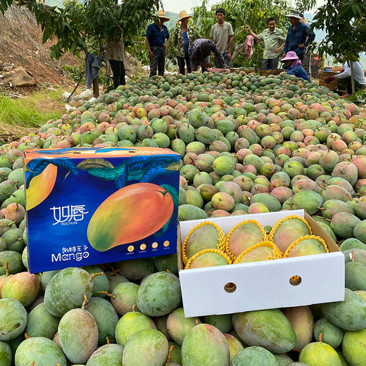 精装攀枝花凯特芒果礼盒（5-6枚） 商品图1