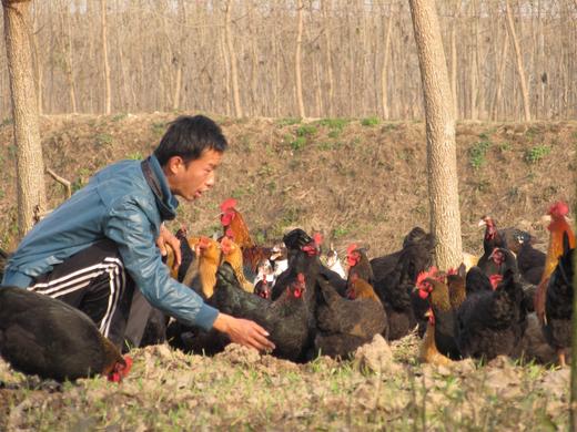 【团购自提】汉南土鸡蛋15枚塑料盒简易装 商品图1