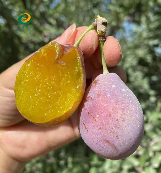 法兰西 西梅4斤礼盒 商品图1