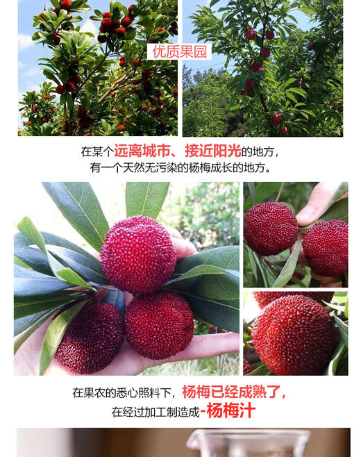 贵阳特产冰镇杨梅汁360ml*2罐 一颗小小梅【周六到货】 商品图2