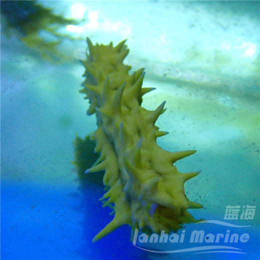 黄金海参 商品图2