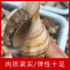 【海鲜】鲜活白玉螺（1斤约10个） 商品缩略图1