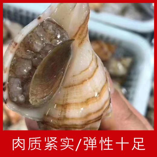 【海鲜】鲜活白玉螺（1斤约10个） 商品图1