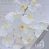 《蝴蝶飞飞》 高级感白色蝴蝶兰花束 商品缩略图5