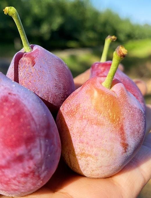 法兰西 西梅4斤礼盒 商品图3