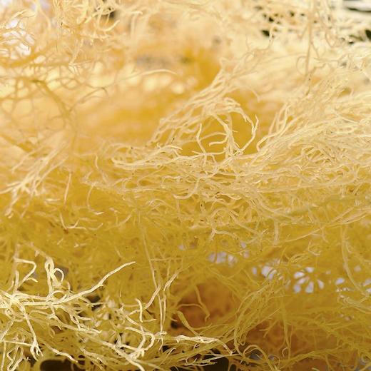 海石花 约100g/份（海藻） 商品图3