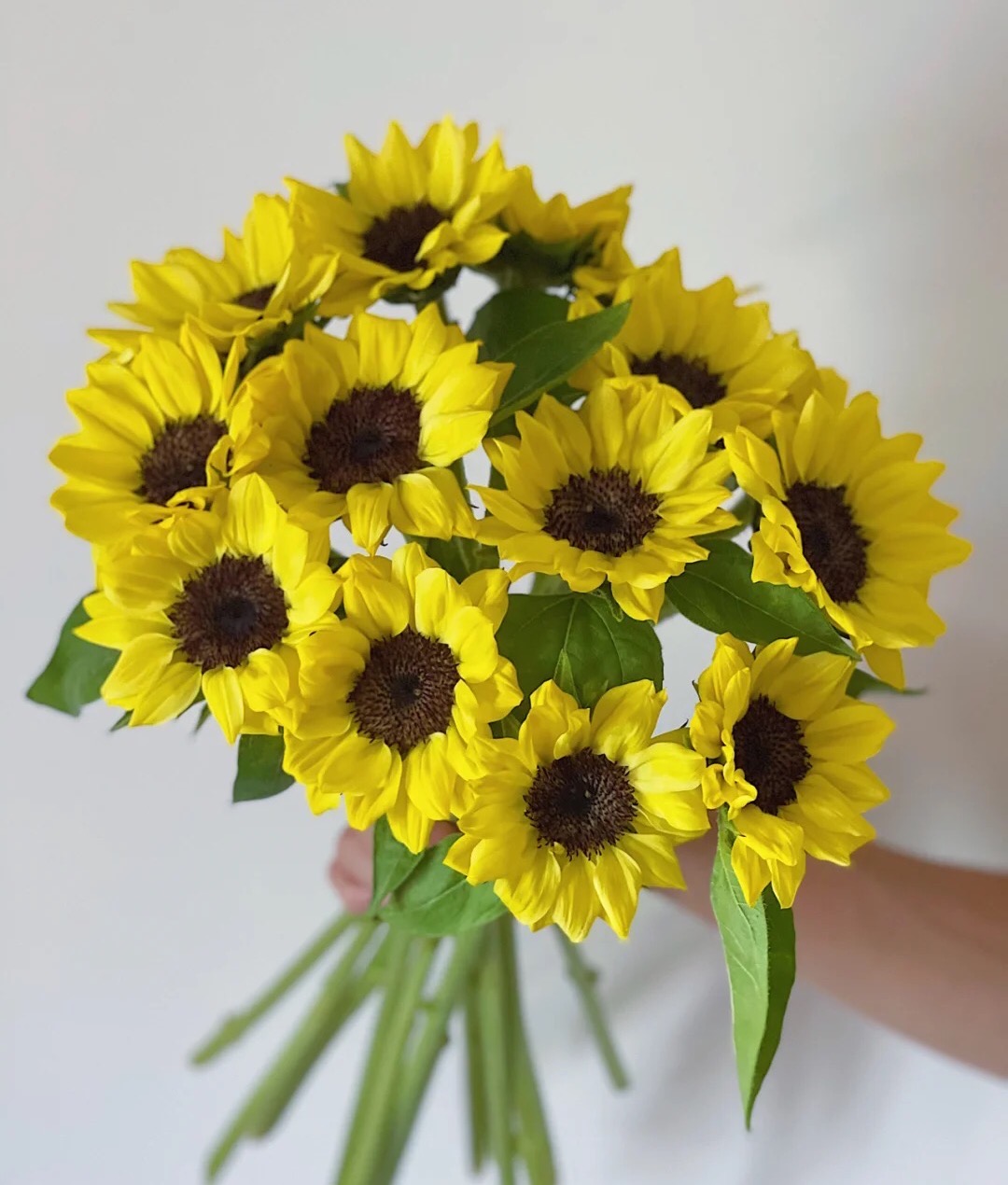 昆明直发2人团柠檬黄迷你版向日葵5枝199元中通空运顺丰空运全国大