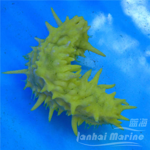 黄金海参 商品图3