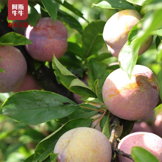 【牛牛好货】大凉山爽口脆红李5斤装包邮 商品图0