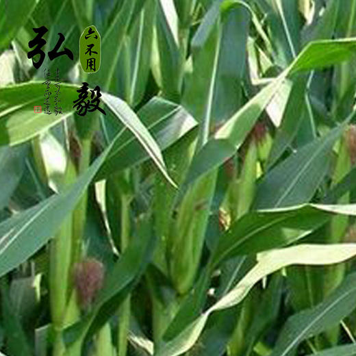 【弘毅六不用生态农场】六不用 小金黄 老玉米粒 商品图2