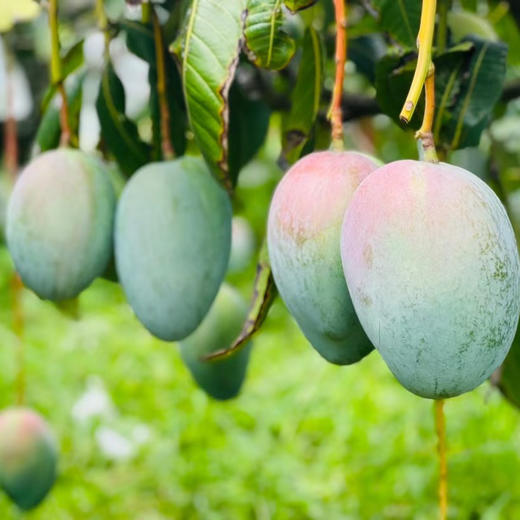 精装攀枝花凯特芒果礼盒（5-6枚） 商品图2