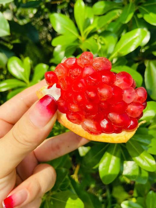 【突尼斯软籽石榴】9颗礼盒装 单果约400-500g颗 每一粒石榴都非常饱满，色泽均衡，粉嫩透亮的石榴粒像一颗颗红宝石 商品图8