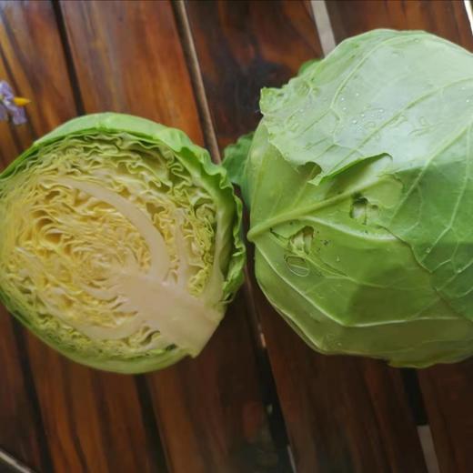 生态甘蓝 | 圆白菜 包心菜 卷心菜  |   口感鲜嫩 | 石嫣农场*Oxheart Cabbage 商品图1