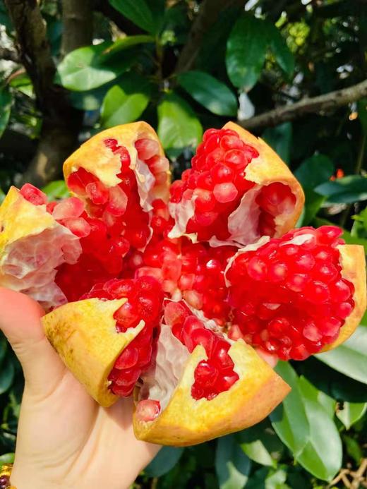 【突尼斯软籽石榴】9颗礼盒装 单果约400-500g颗 每一粒石榴都非常饱满，色泽均衡，粉嫩透亮的石榴粒像一颗颗红宝石 商品图4