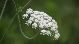 草木有趣 | 一味集美容、调味、芳香于一身的草药