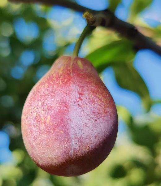 法兰西 西梅4斤礼盒 商品图0