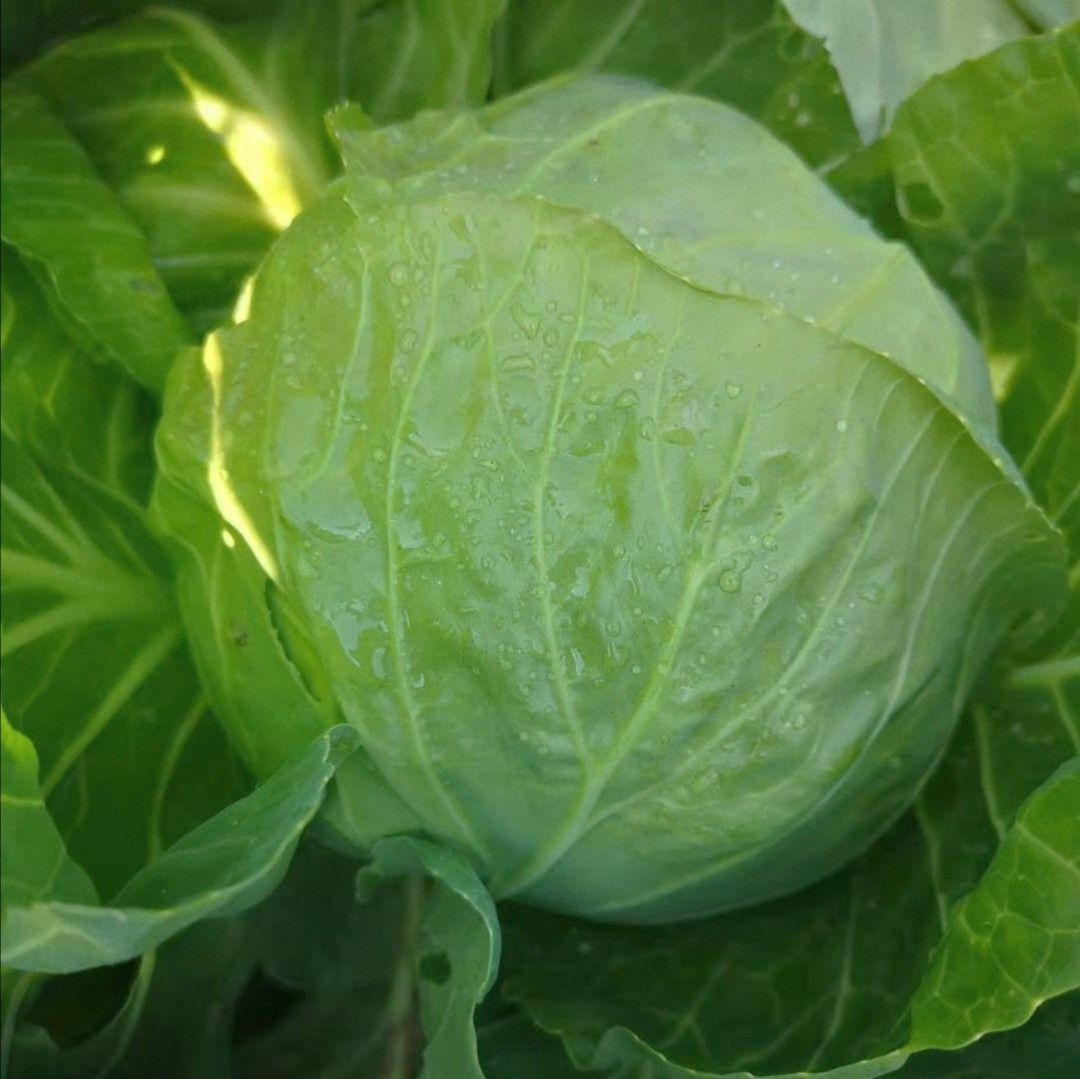 生态甘蓝 | 圆白菜 包心菜 卷心菜  |  有机种植 | 口感鲜嫩 | 农场自产*Oxheart Cabbage