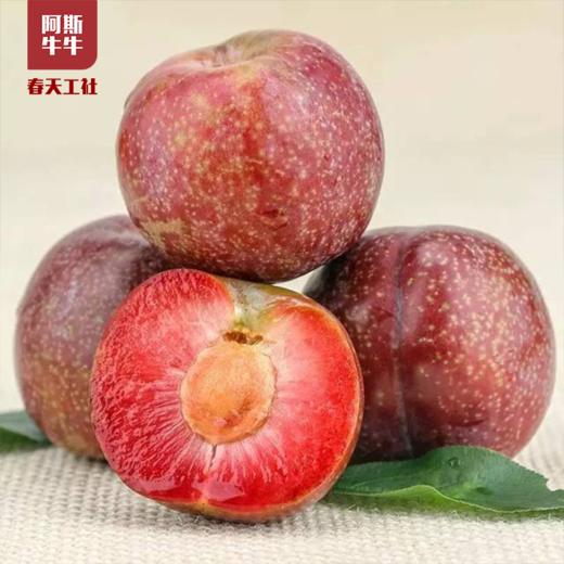 【牛牛好货】大凉山爽口脆红李5斤装包邮 商品图2