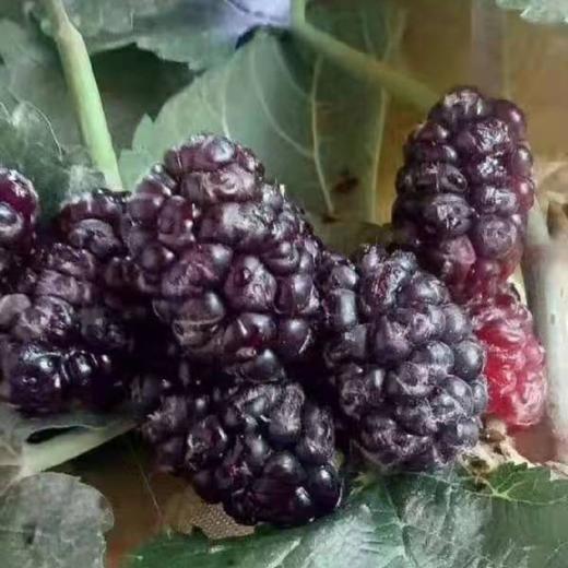 药桑罐头 商品图3