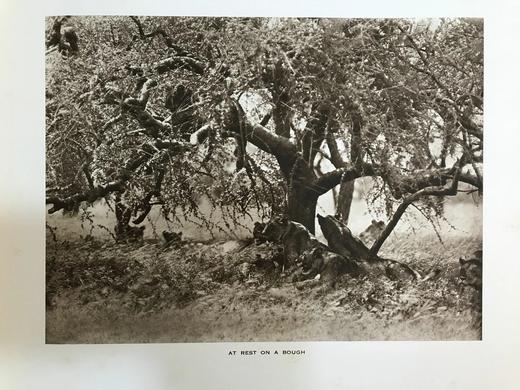 泰晤士报野生动物摄影图集 约40幅插图 漆布精装大16开 商品图3